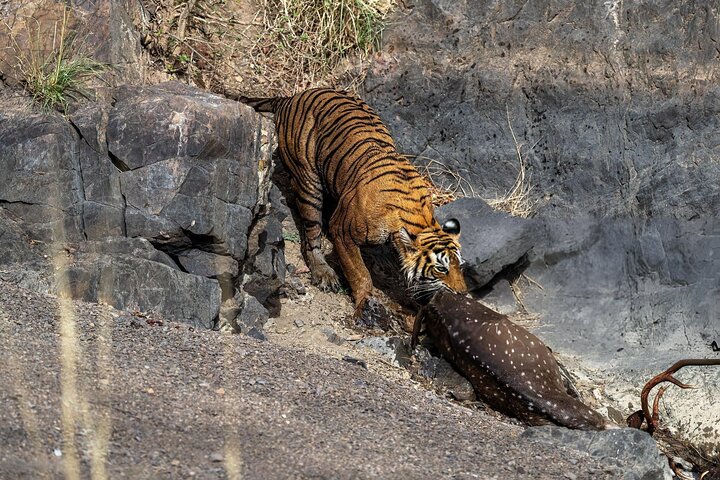 Van Jaipur: 2-daagse privérondleiding door Ranthanbore Tigers Safari