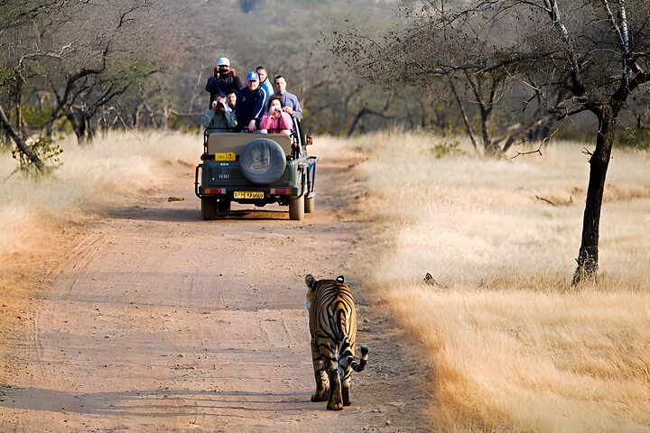 Van Jaipur: 2-daagse privérondleiding door Ranthanbore Tigers Safari