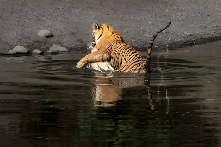 Van Jaipur: 2-daagse privérondleiding door Ranthanbore Tigers Safari