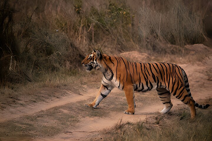 Van Jaipur: 2-daagse privérondleiding door Ranthanbore Tigers Safari