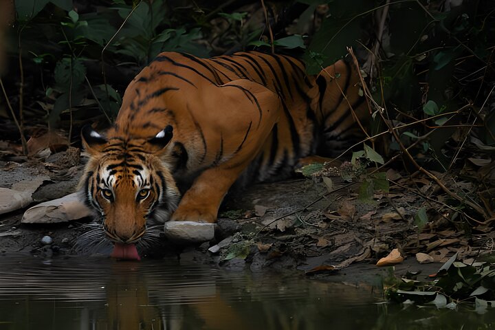 Van Jaipur: 2-daagse privérondleiding door Ranthanbore Tigers Safari