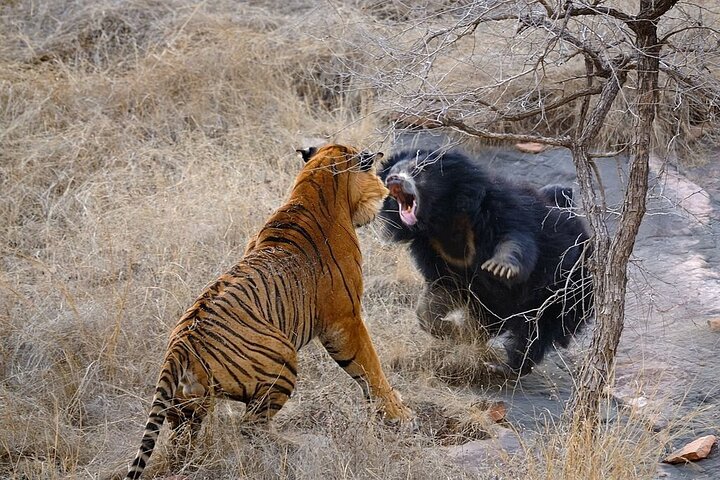 Van Jaipur: 2-daagse privérondleiding door Ranthanbore Tigers Safari