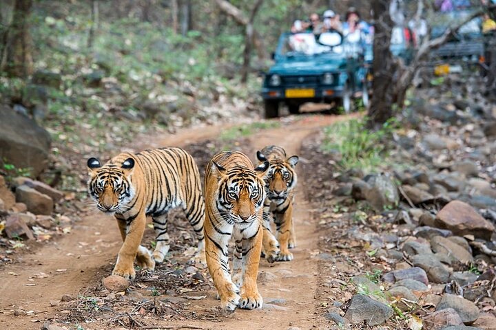 Van Jaipur: 2-daagse privérondleiding door Ranthanbore Tigers Safari