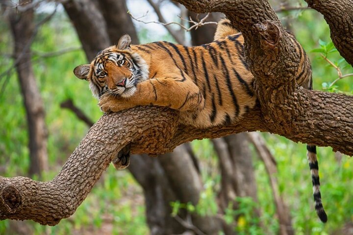 Van Jaipur: 2-daagse privérondleiding door Ranthanbore Tigers Safari