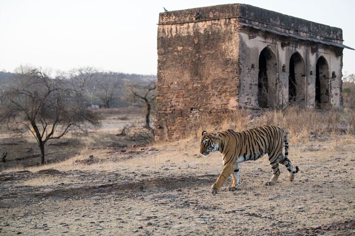 Van Jaipur: 2-daagse privérondleiding door Ranthanbore Tigers Safari