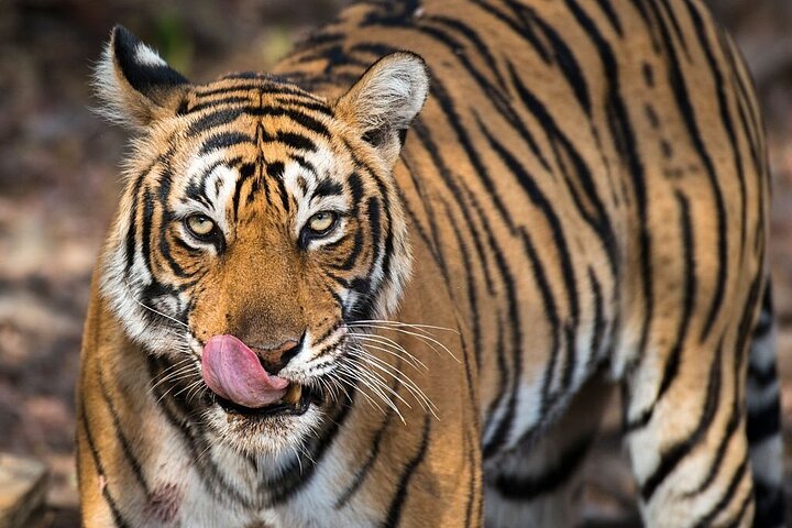 Van Jaipur: 2-daagse privérondleiding door Ranthanbore Tigers Safari