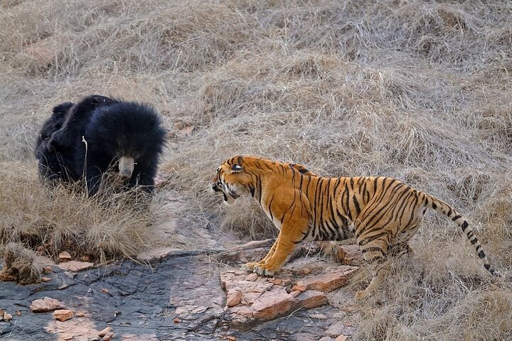 Van Jaipur: 2-daagse privérondleiding door Ranthanbore Tigers Safari