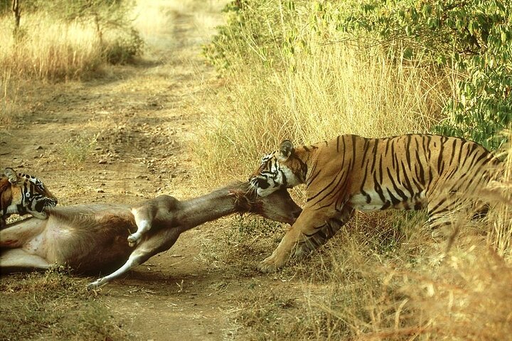 Van Jaipur: 2-daagse privérondleiding door Ranthanbore Tigers Safari