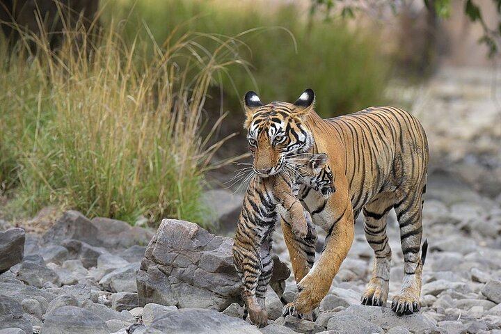 Van Jaipur: 2-daagse privérondleiding door Ranthanbore Tigers Safari
