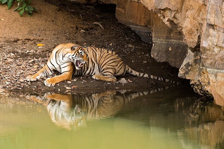 Van Jaipur: 2-daagse privérondleiding door Ranthanbore Tigers Safari