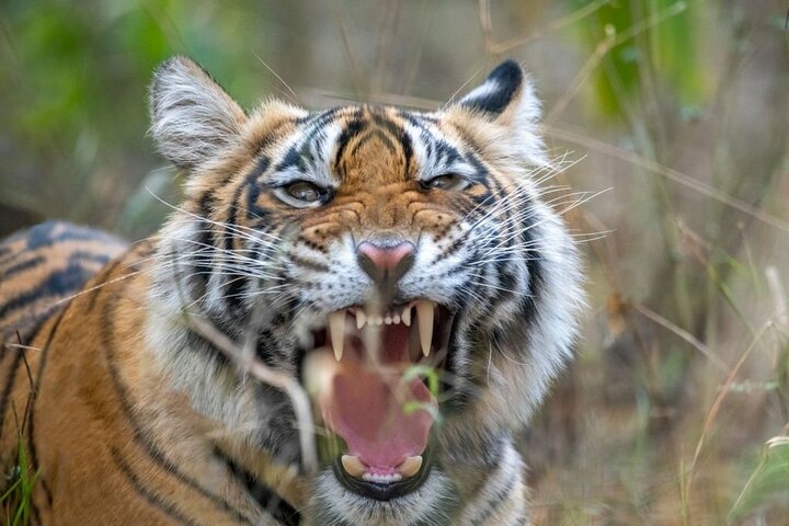 Van Jaipur: 2-daagse privérondleiding door Ranthanbore Tigers Safari