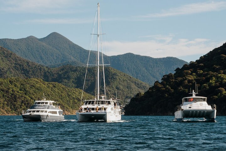 Meeresfrüchte Odyssea Marlborough Sounds Cruise von Picton