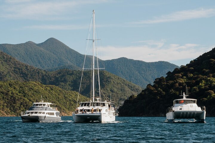 Crucero de degustación de mejillones de concha verde de Marlborough Sounds