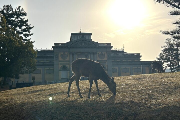 Nara Early Morning Tour Kyoto eller Osaka Avreise tilgjengelig