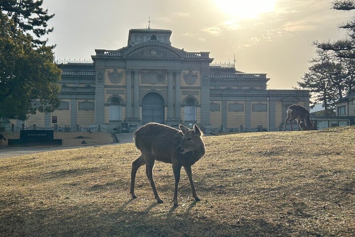 Nara Early Morning Tour Kyoto eller Osaka Avreise tilgjengelig