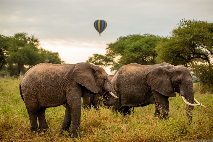 Safari en montgolfière et petit déjeuner dans le Serengeti - Miracle Experience