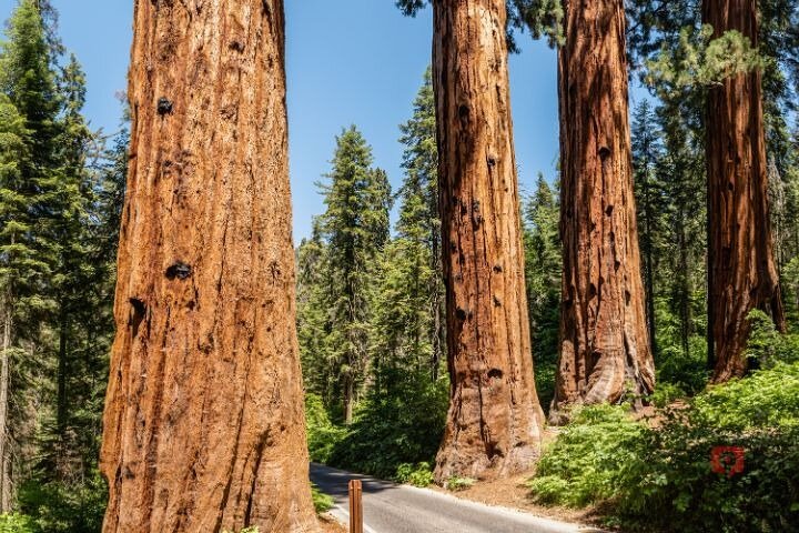 Tour de conducción con audio autoguiado en Sequoia y Kings Canyon