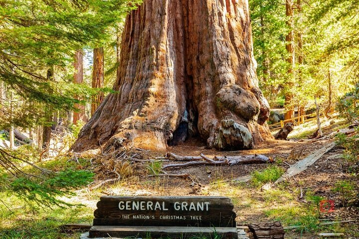 Tour de conducción con audio autoguiado en Sequoia y Kings Canyon