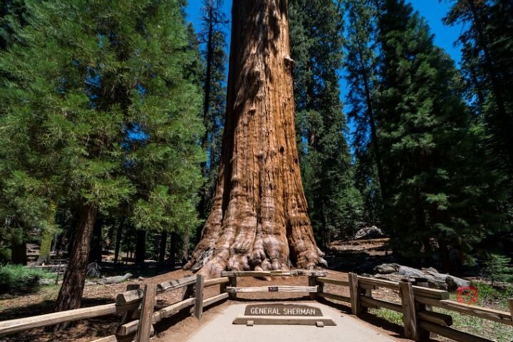 Tour de conducción con audio autoguiado en Sequoia y Kings Canyon