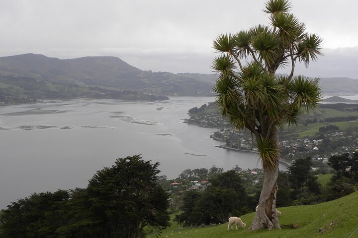 Otago Peninsula Tour en bezienswaardigheden van Larnach Castle City (min. 4)