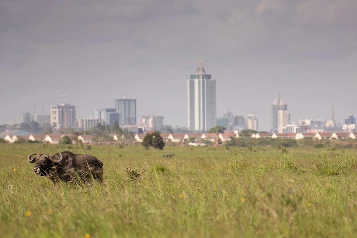 Excursión de un día al Parque Nacional Nairobi Giraffe Center y Karen Blixen