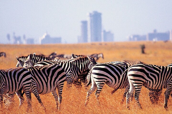 Excursión de un día al Parque Nacional Nairobi Giraffe Center y Karen Blixen