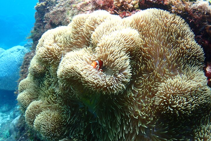 Kenting, Taiwan|Snorkeling Free underwater photography One-on-one with instructor|Taiwan Diving Snorkeling