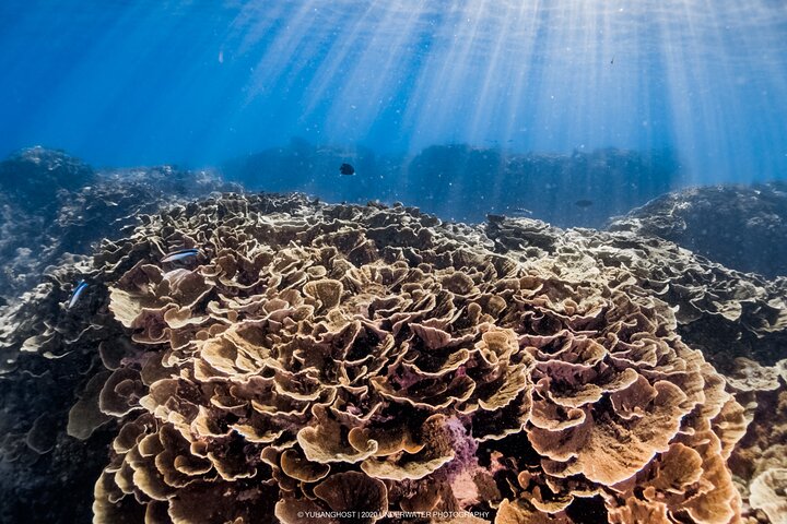 Kenting, Taiwan|Snorkeling Free underwater photography One-on-one with instructor|Taiwan Diving Snorkeling