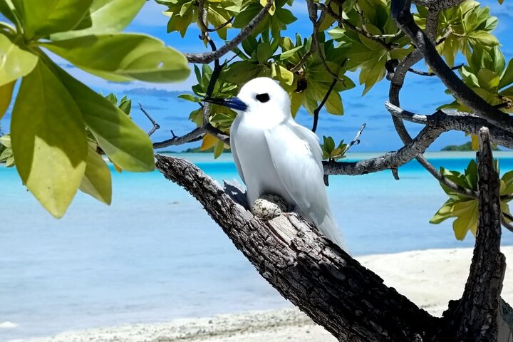 BLUE LAGOON | Eco-tour | Avatoru Snorkelen | Geheime Groene Lagune