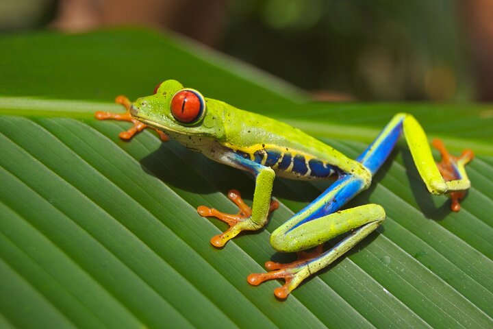 Tortuguero: Nester-Tour + Kanu-Tour + Dschungel-Nachttour