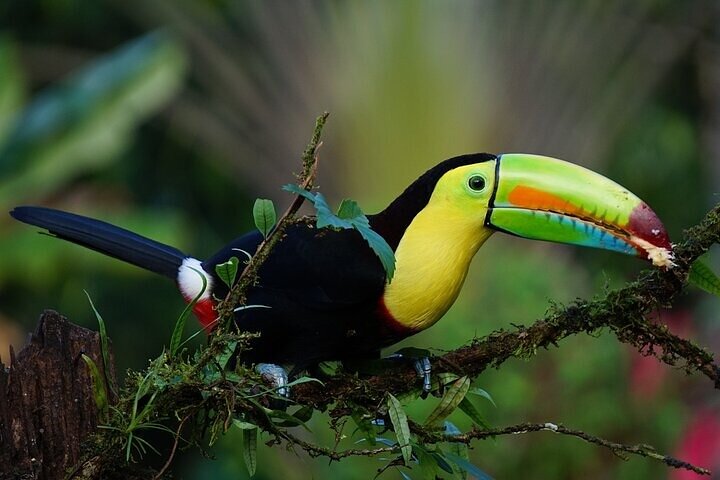 Tortuguero: Nester-Tour + Kanu-Tour + Dschungel-Nachttour