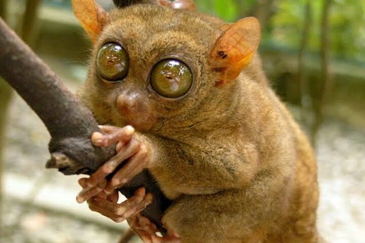 Hoteller i nærheden af Tarsier, Waterfalls & Chocolate Hills Tour
