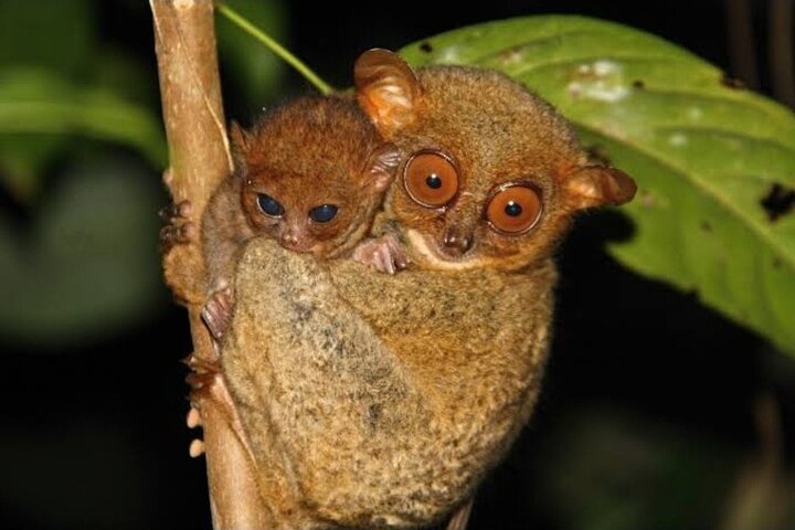 Hoteller i nærheden af Tarsier, Waterfalls & Chocolate Hills Tour