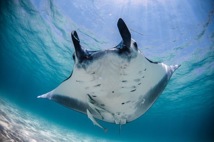 Det bedste fra Ningaloo Mantas og mere