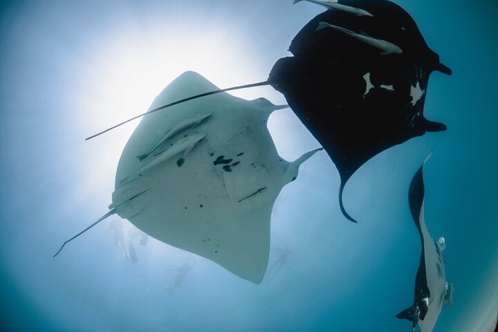 Det bedste fra Ningaloo Mantas og mere