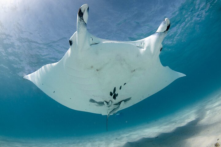 Det bedste fra Ningaloo Mantas og mere