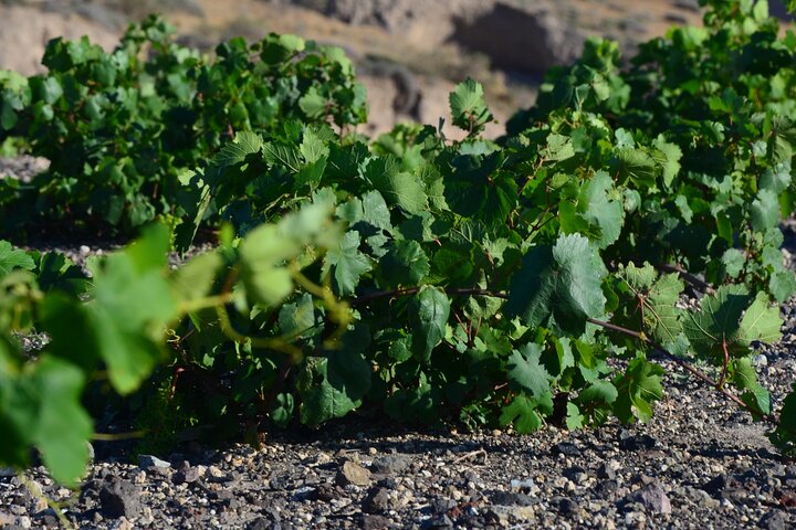 Excursão gastronômica e vinícola na fazenda familiar de Santorini com aula de culinária