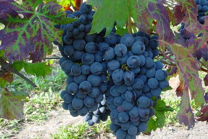 Piedmont Winery Tour: Goûter Barolo, Barbaresco et nourriture traditionnelle
