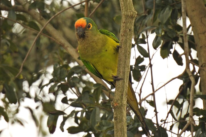 Excursion d'une journée complète en bateau sur la nature et la faune du fleuve Paraguay