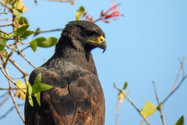 Excursion d'une journée complète en bateau sur la nature et la faune du fleuve Paraguay