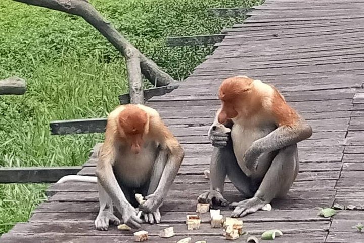 Sepilok Orangutang , SunBear, Proboscisapa från Sandakan City