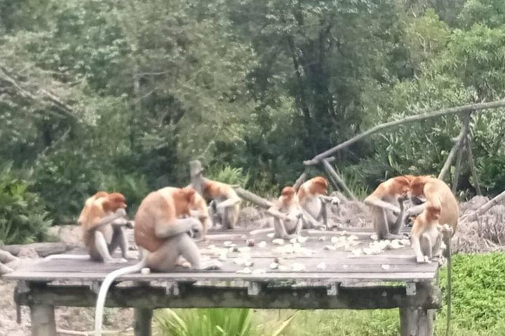 Sepilok Orangutang , SunBear, Proboscisapa från Sandakan City