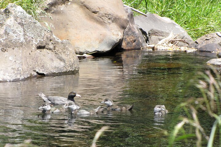 Tongariro-sensatie: wildwaterraftingavontuur klasse 3