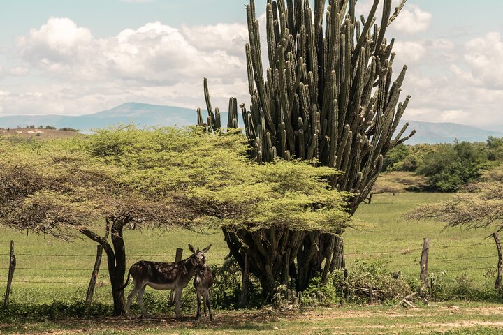 Gemeenschaps- en biodiversiteitsrondleiding door de Tatacoa-woestijn vanuit Neiva