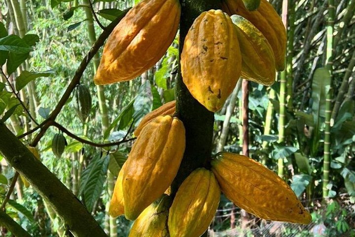 Visite des sources chaudes de cacao et de Santa Rosa au départ de Pereira ou d'Arménie