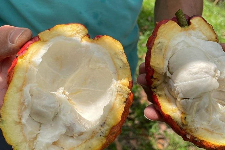 Visite des sources chaudes de cacao et de Santa Rosa au départ de Pereira ou d'Arménie