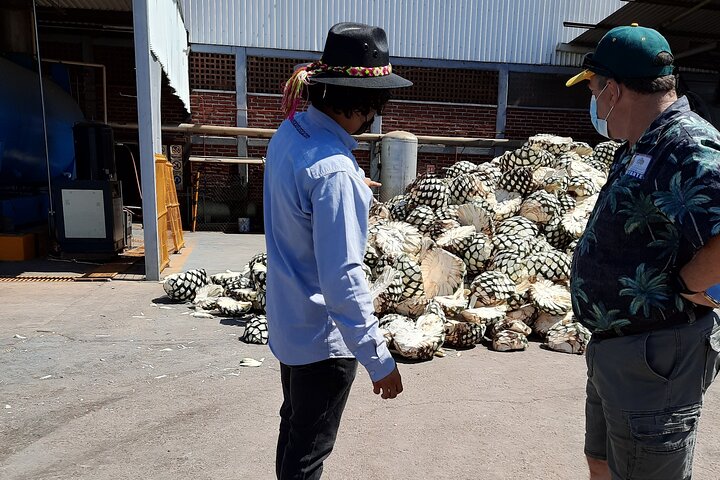 José Cuervo Tequila Tour & Agave Champs au départ de Guadalajara