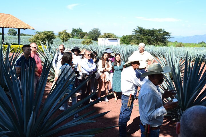 José Cuervo Tequila Tour & Agave Champs au départ de Guadalajara