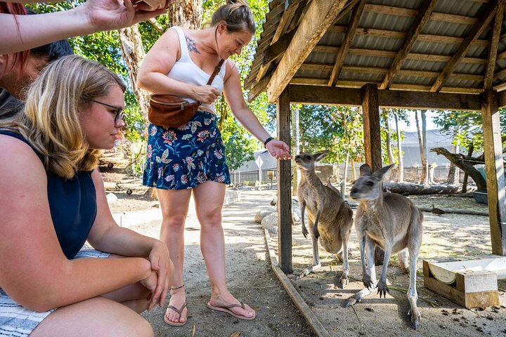 Tour por Daintree, Mossman Gorge y vida salvaje desde Cairns