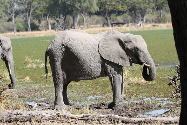 Chobe 3hr Game drive